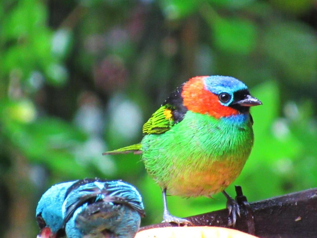 Pousada Do Pinheiro Camburi  Exteriér fotografie